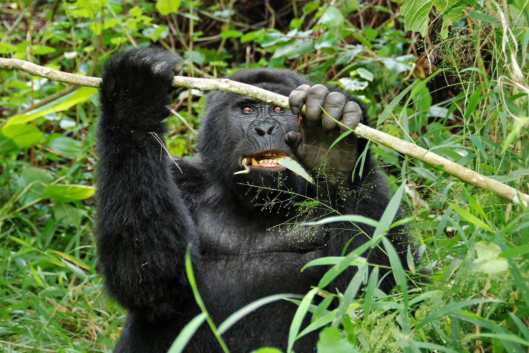 Bwindi - Gorilla - Karibu Mountain gorillas mainly feed on green plant parts. An adult gorilla male is estimated to eat 30kg of plants every day, an adult female about 18kg. Stefan Cruysberghs